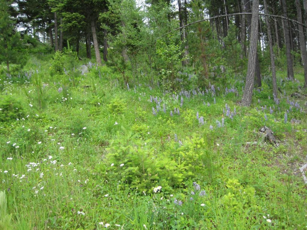 Wild Nature B&B Kelowna Bagian luar foto