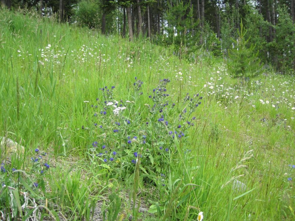 Wild Nature B&B Kelowna Bagian luar foto